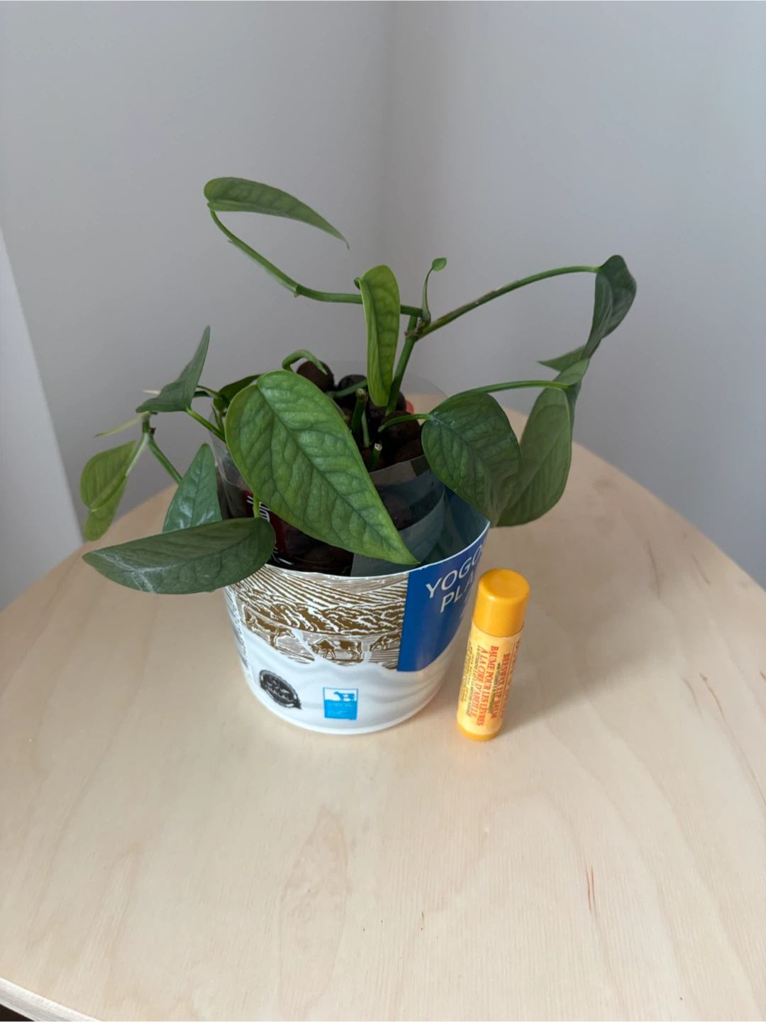 Cebu blue pothos