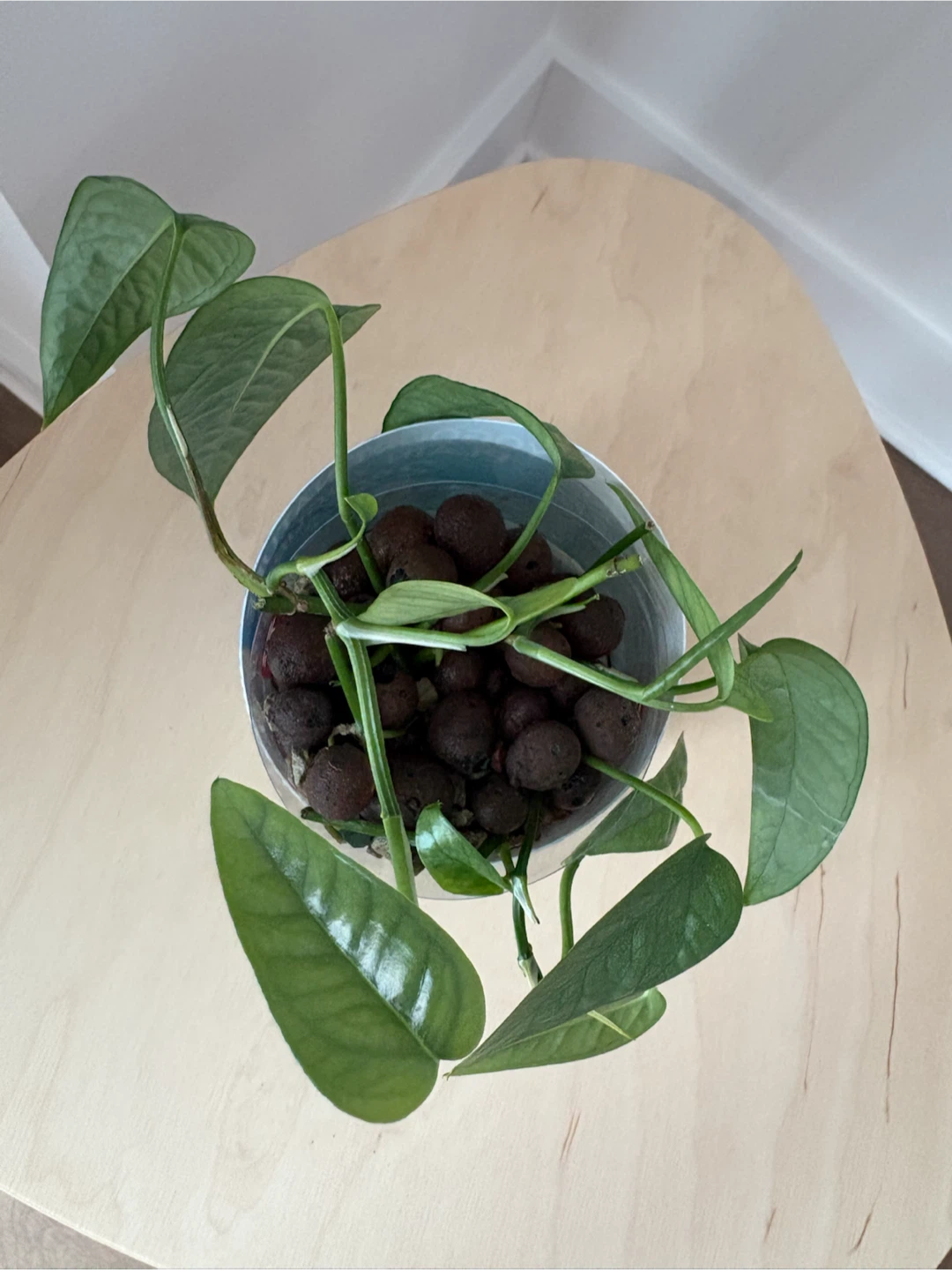 Cebu blue pothos - photo 3