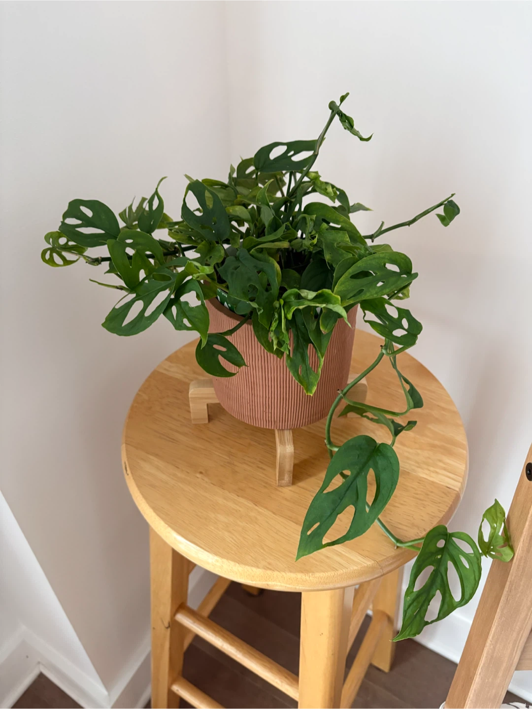 Monstera Adansonii in Ribbed Terracotta Pot