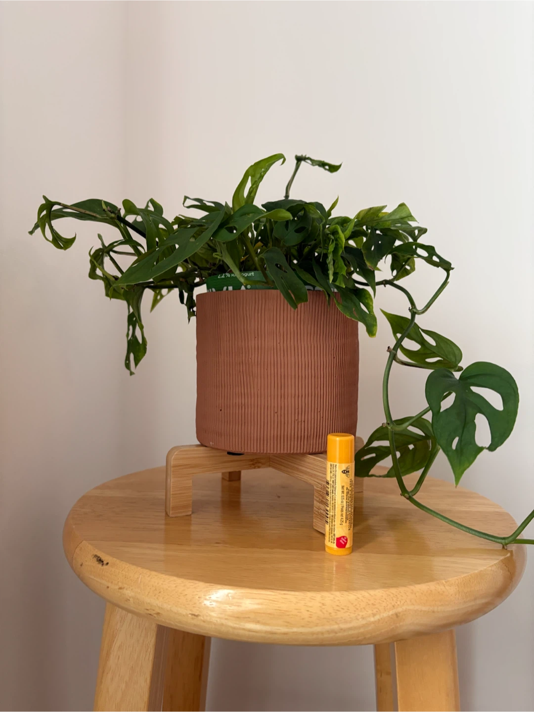 Monstera Adansonii in Ribbed Terracotta Pot - photo 2