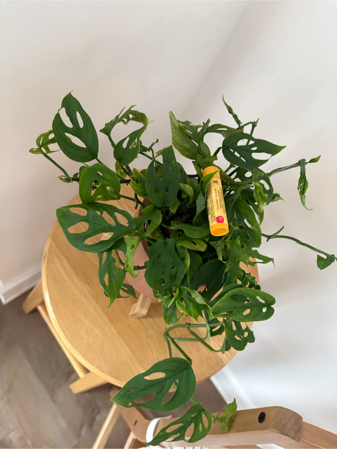 Monstera Adansonii in Ribbed Terracotta Pot - photo 3