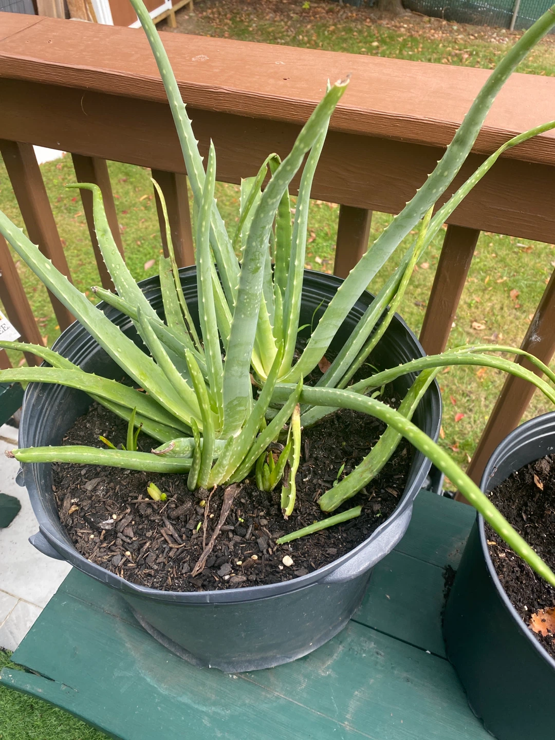 Large Aloe Vera Plant