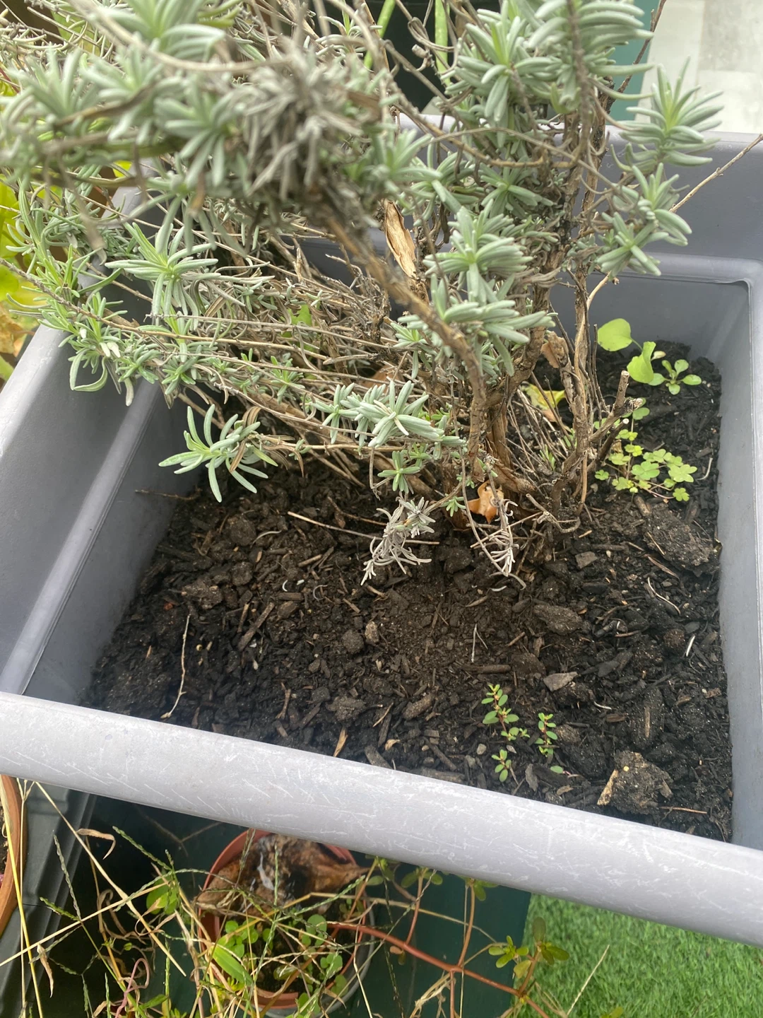 Square Gray Plastic Planter with Lavender