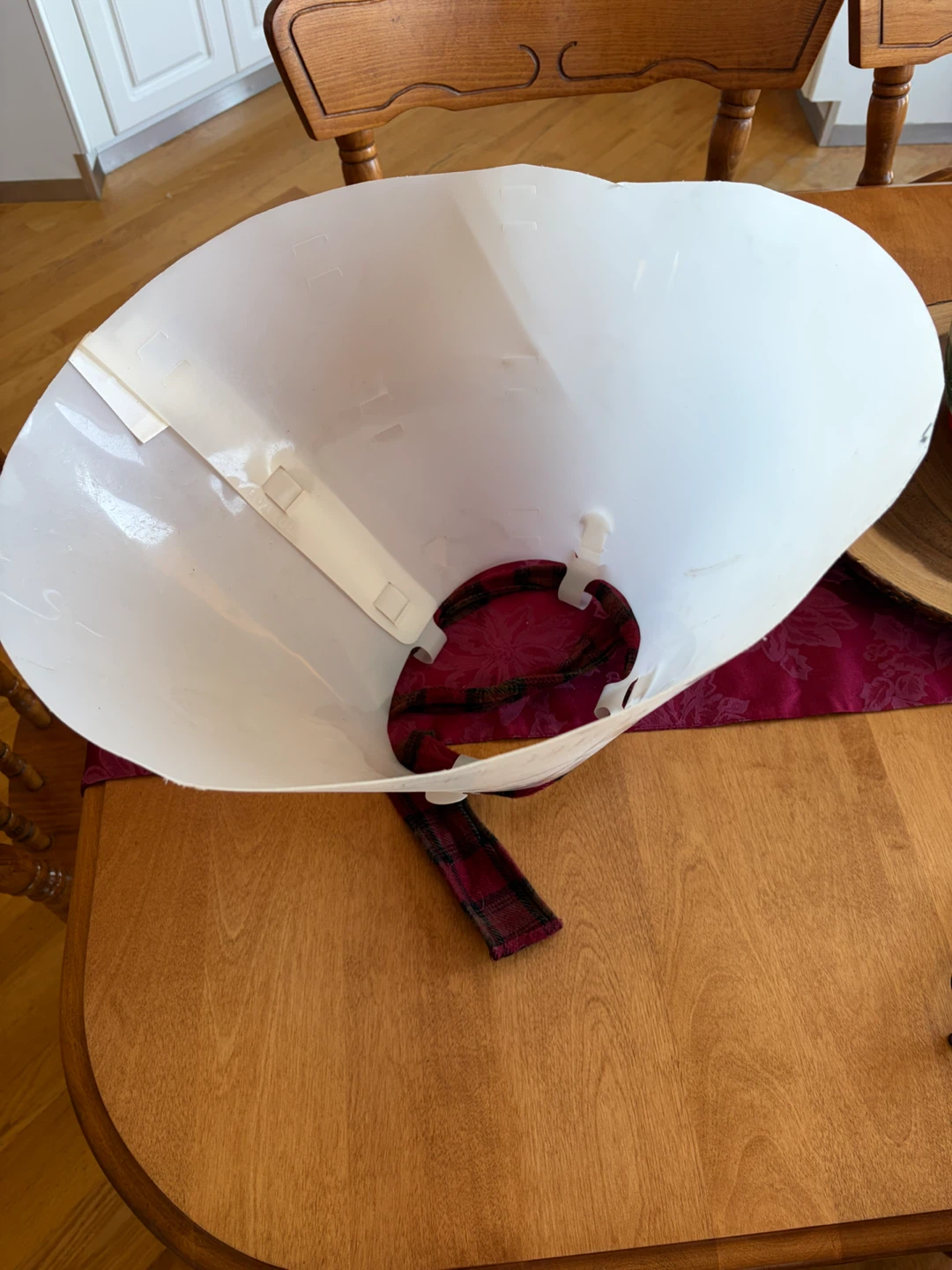 Pet Recovery Collar - photo 2