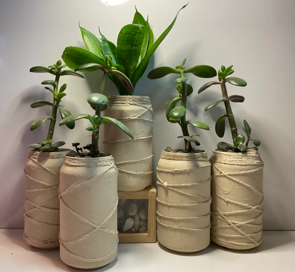 Potted Jade and Snake Plants in Textured Planters