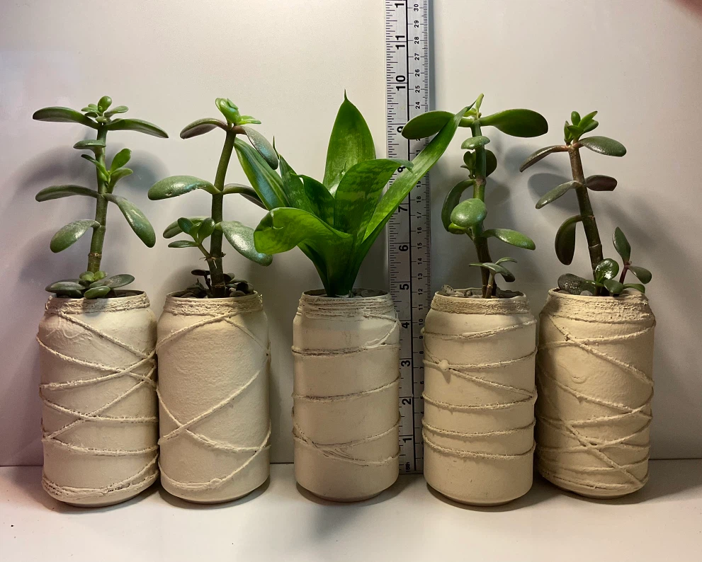Potted Jade and Snake Plants in Textured Planters - photo 2