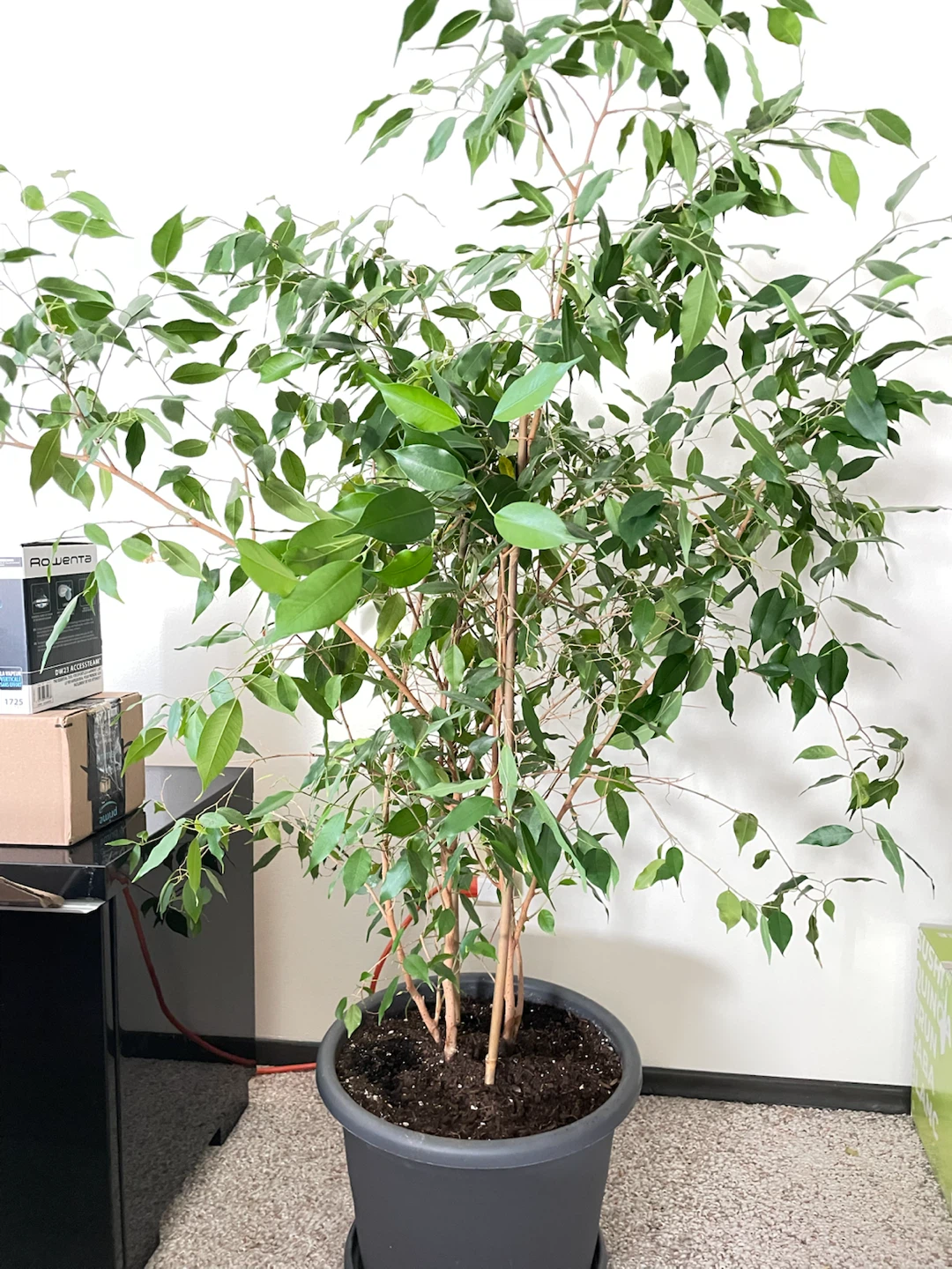 Large Ficus Benjamina Potted Tree
