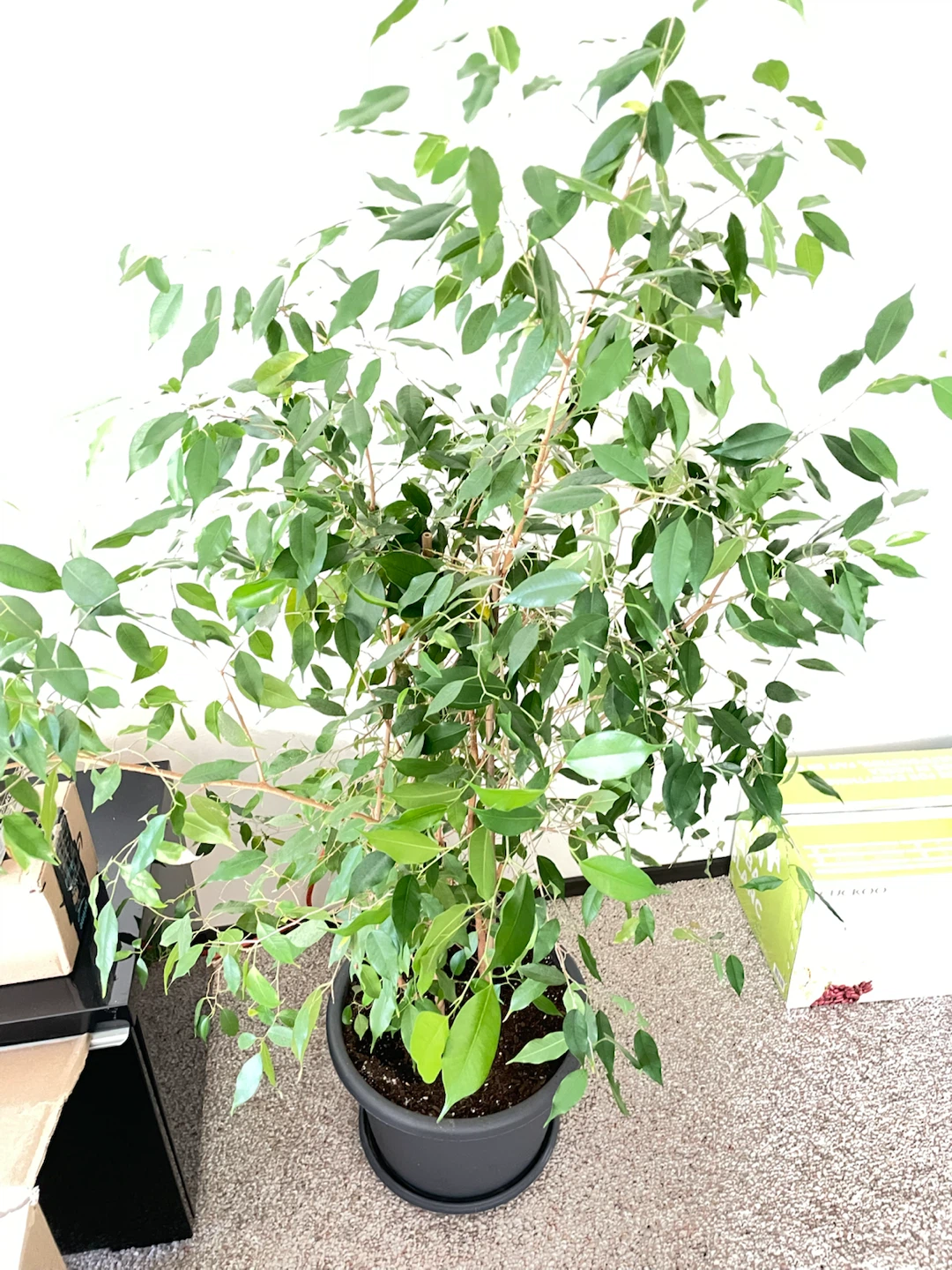 Large Ficus Benjamina Potted Tree - photo 2