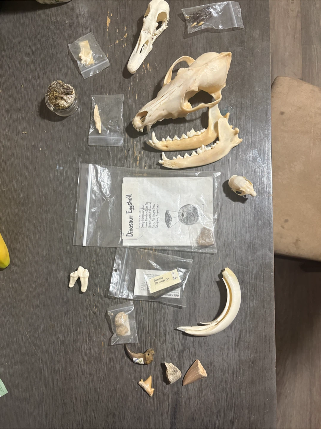 Assorted Fossil and Bone Collection