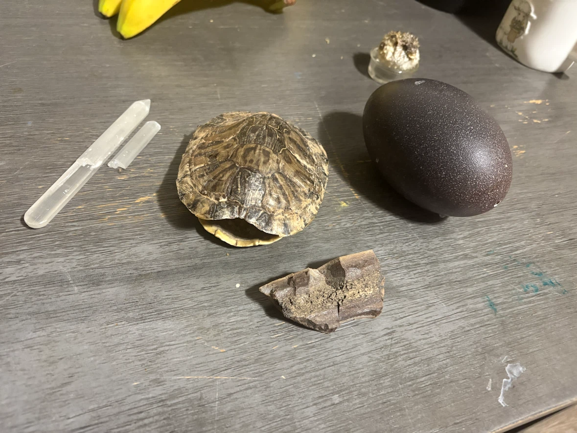 Natural Collection - Selenite, Shell, Egg, Rock - photo 2