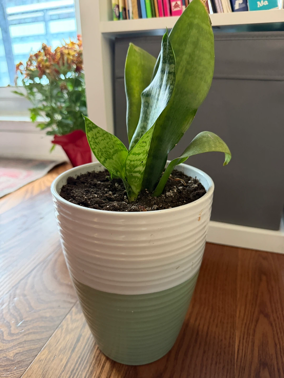 Snake plant with planter