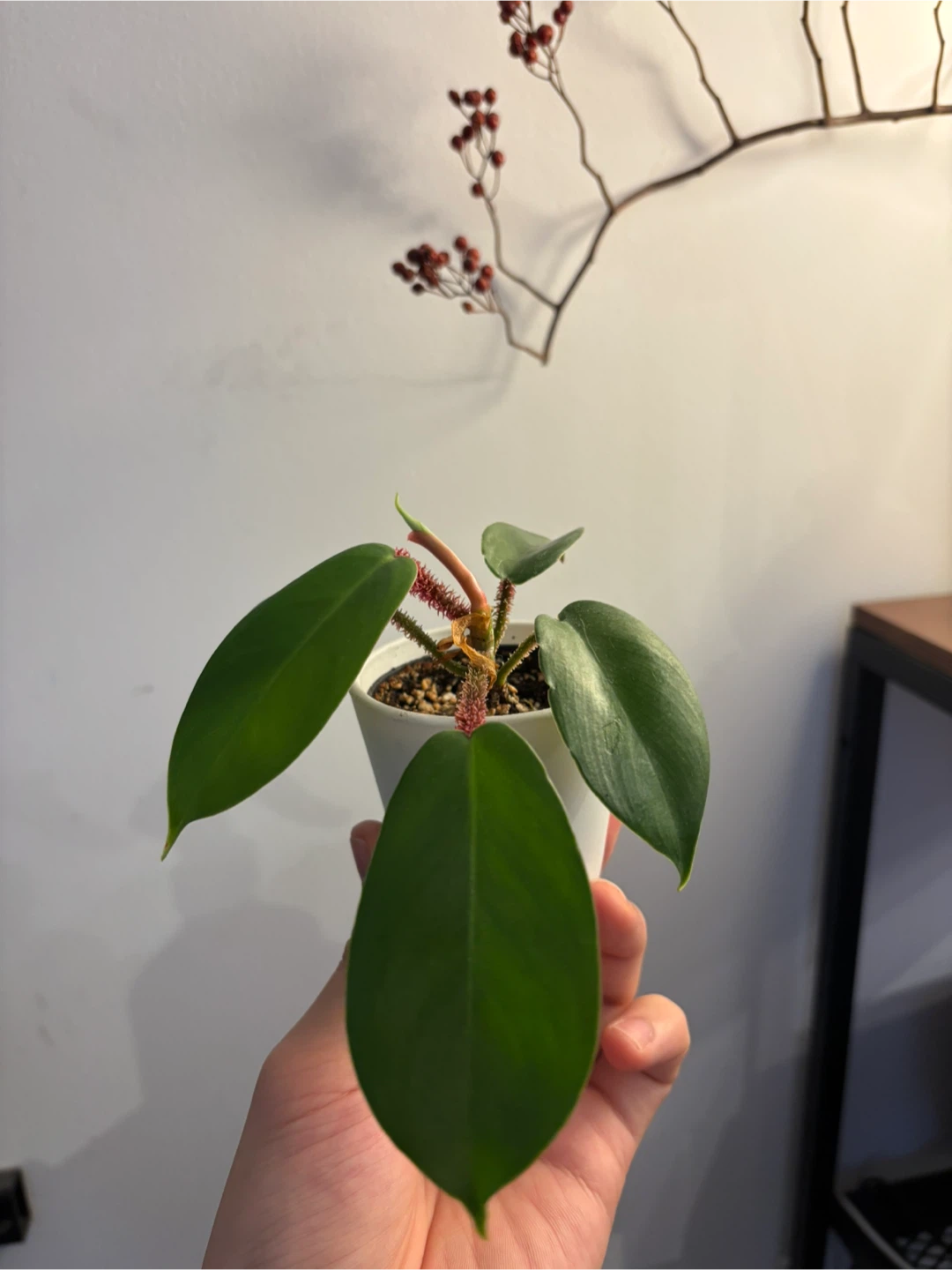 Hairy Philodendron plant (pot included)