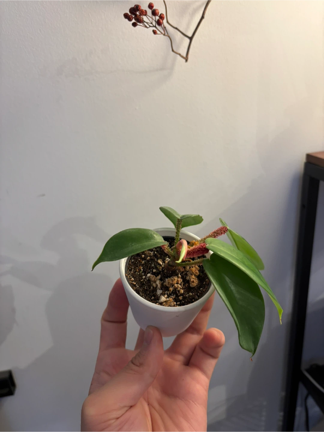Hairy Philodendron plant (pot included) - photo 2