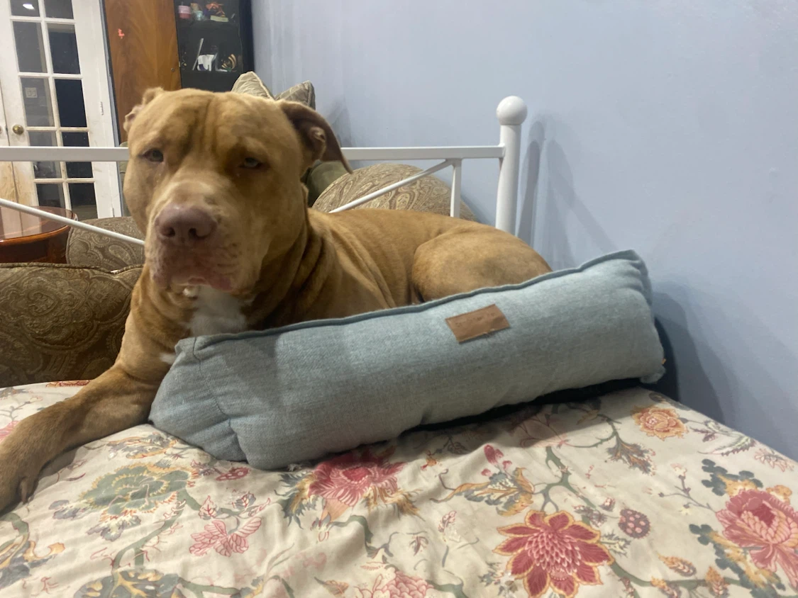 Small dog beds - photo 4