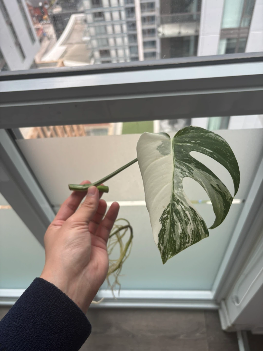 Healthy Monstera Albo Cutting