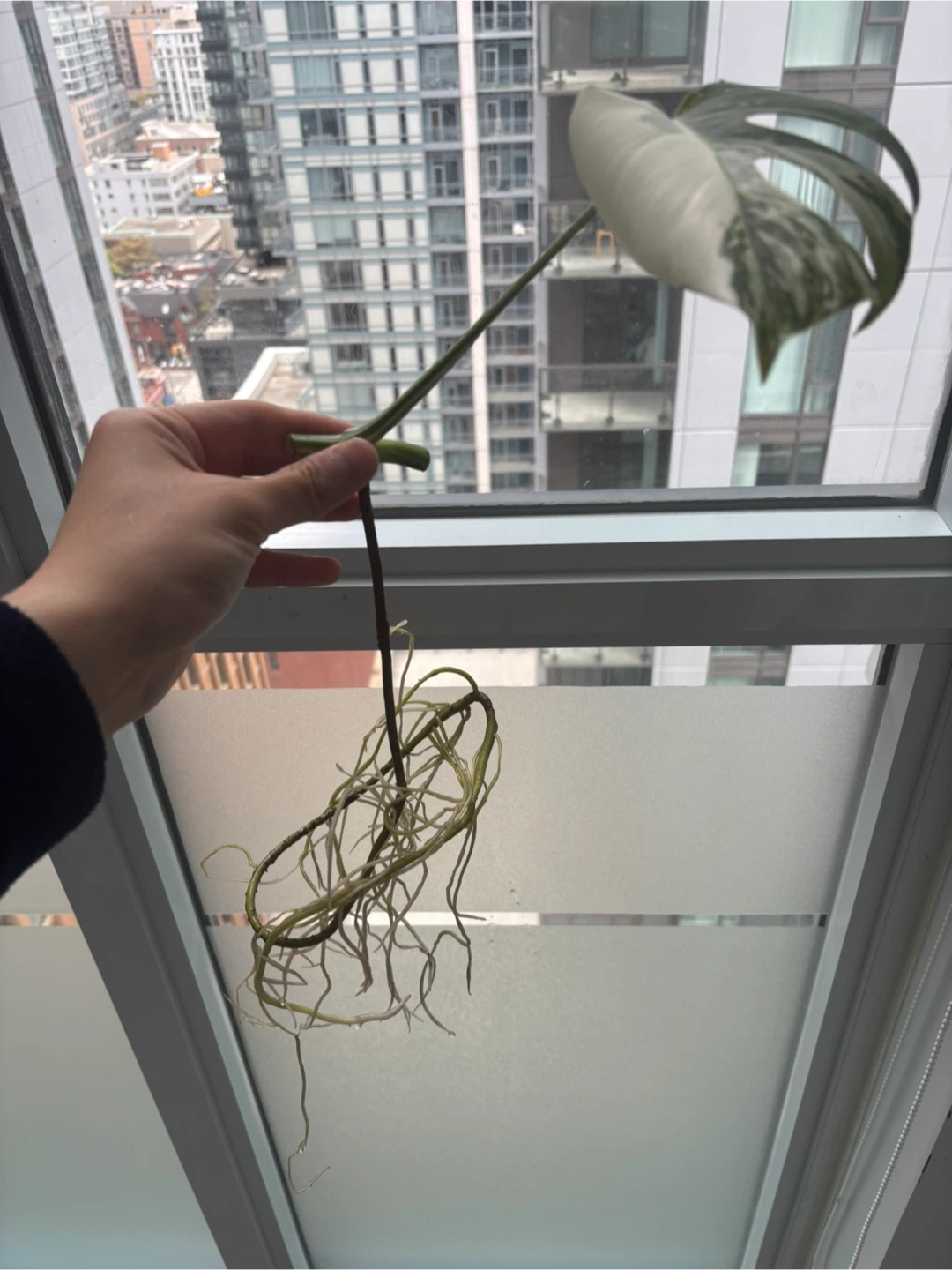 Healthy Monstera Albo Cutting - photo 2