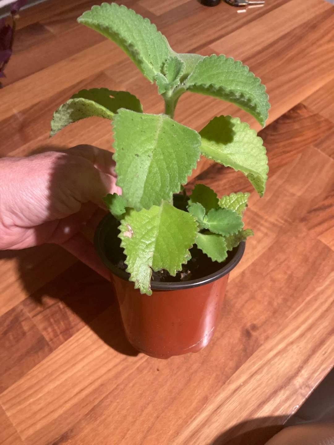 Healthy Cuban Mint or Jamaican Thyme plant