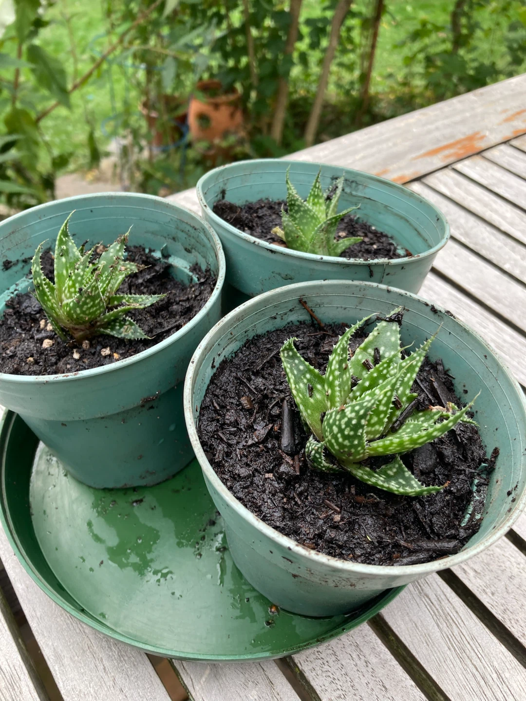 Three Haworthia succulent plants
