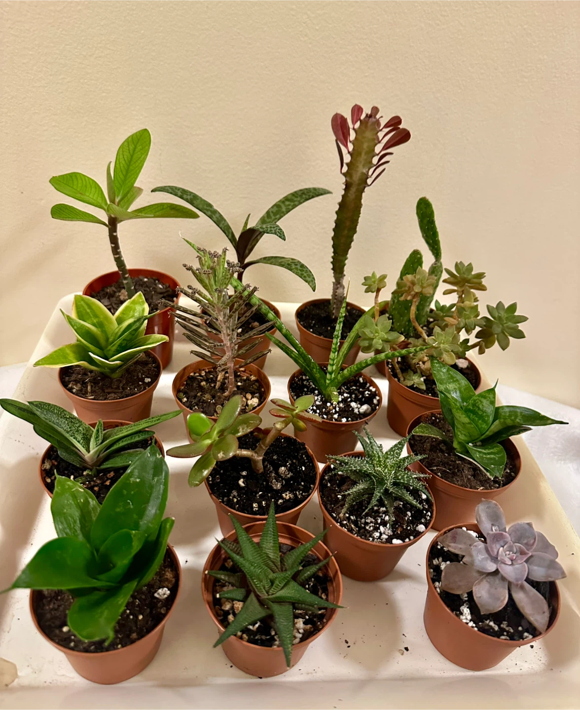 💚✨Beautiful Live Succulents!🌝🌿