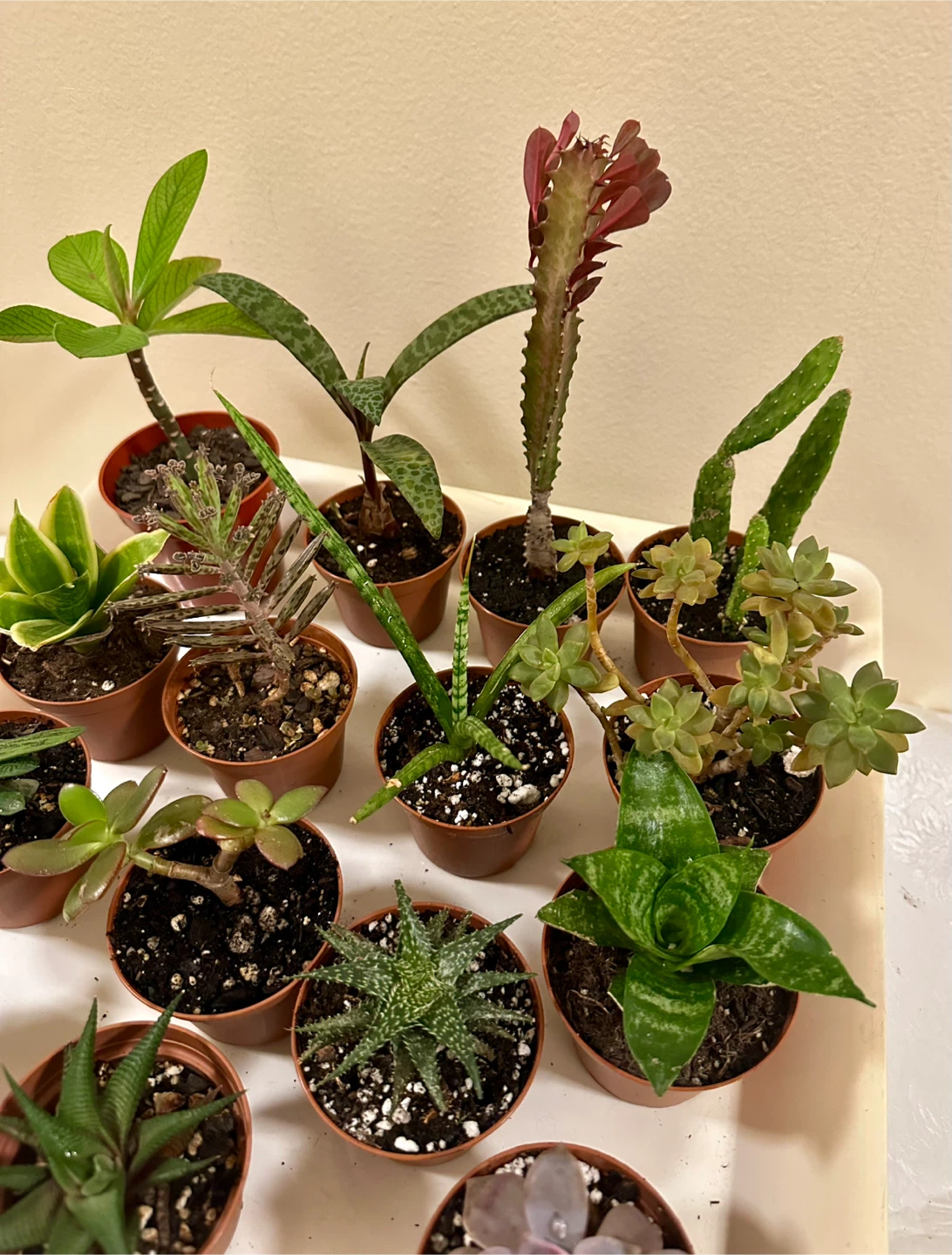 💚✨Beautiful Live Succulents!🌝🌿 - photo 2