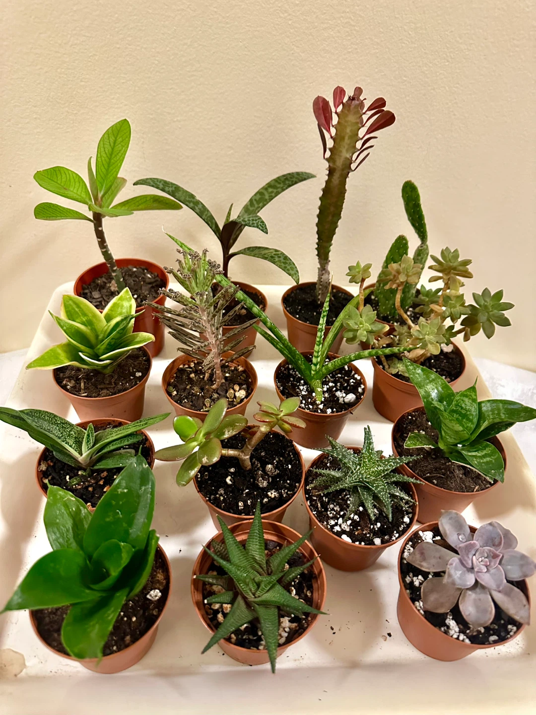 💚✨Beautiful Live Succulents!🌝🌿 - photo 3