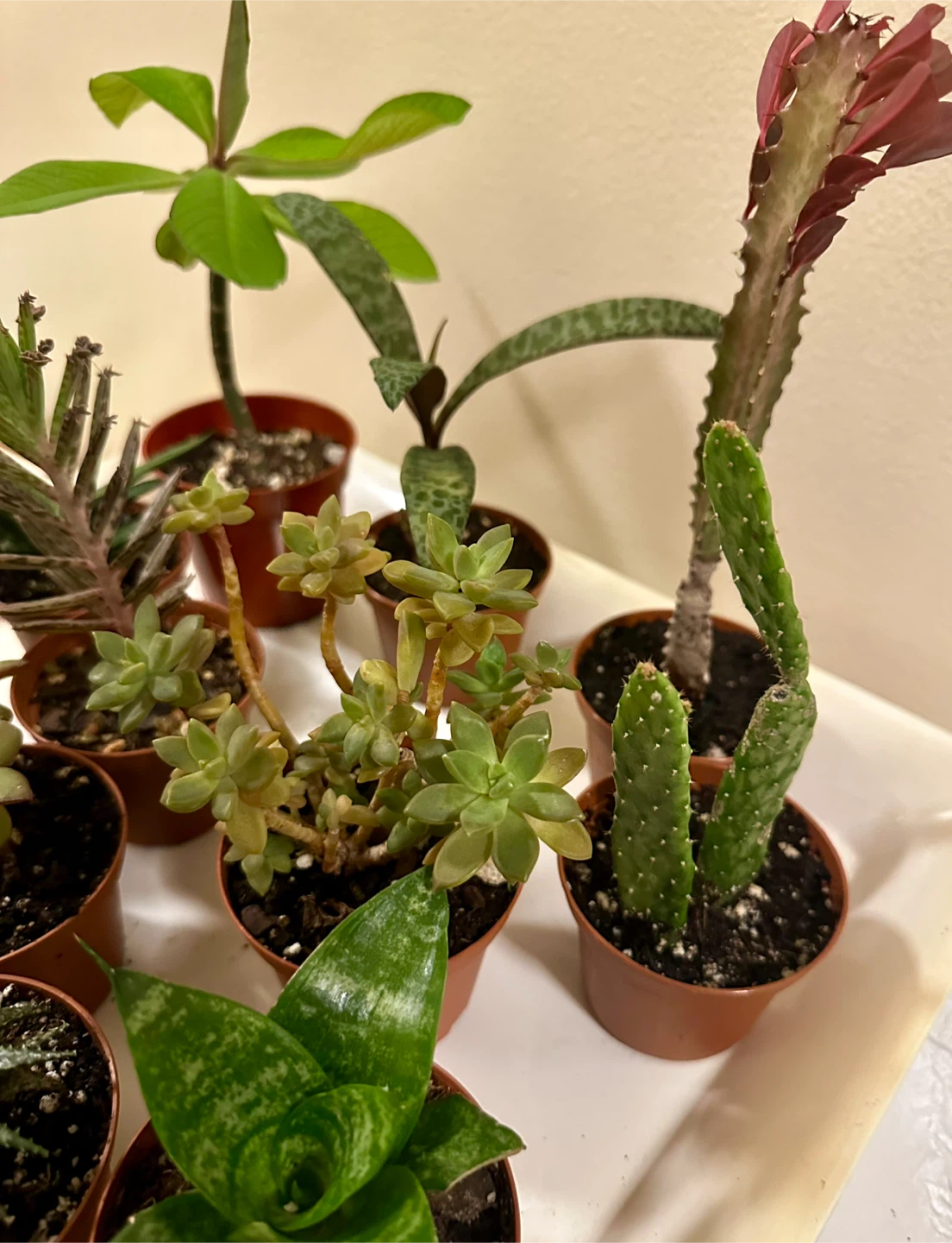 💚✨Beautiful Live Succulents!🌝🌿 - photo 4