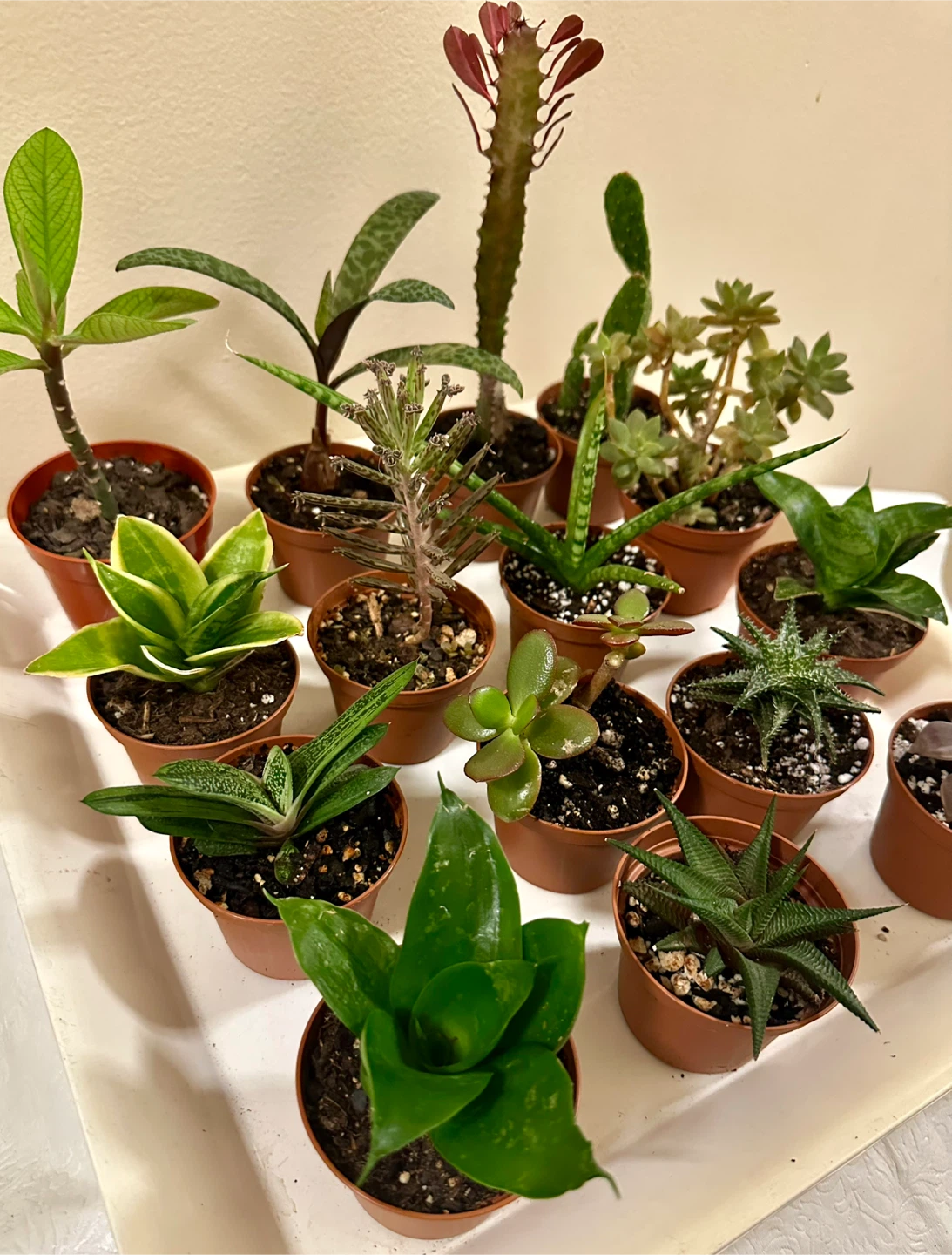 💚✨Beautiful Live Succulents!🌝🌿 - photo 5