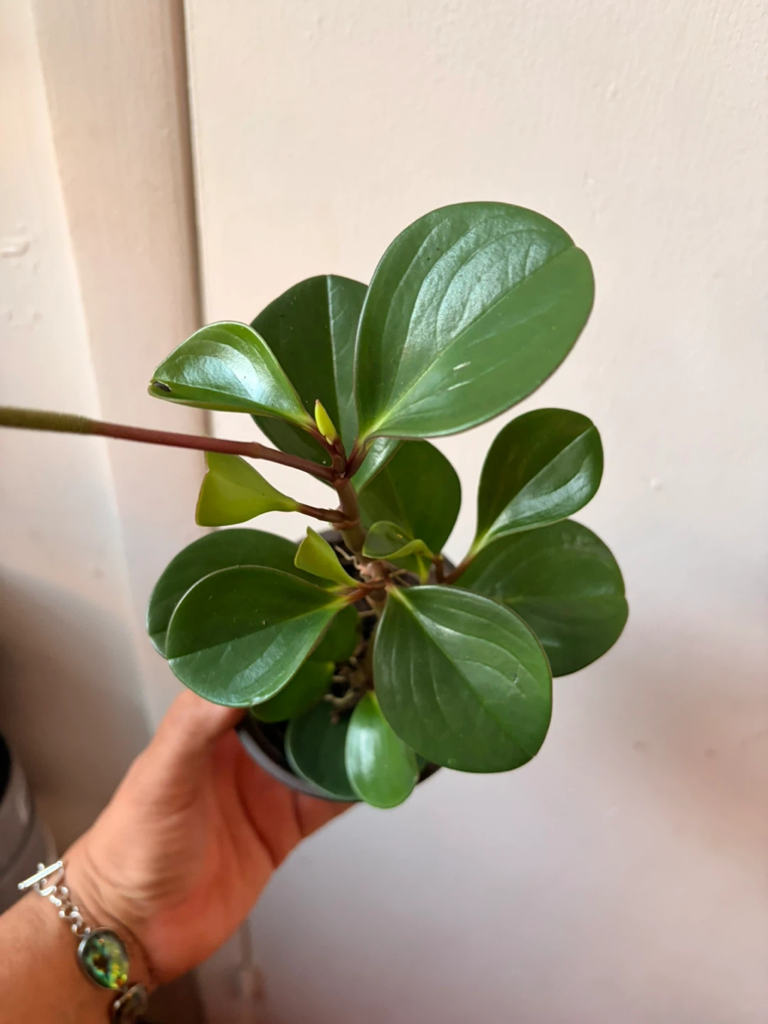 Peperomia plant