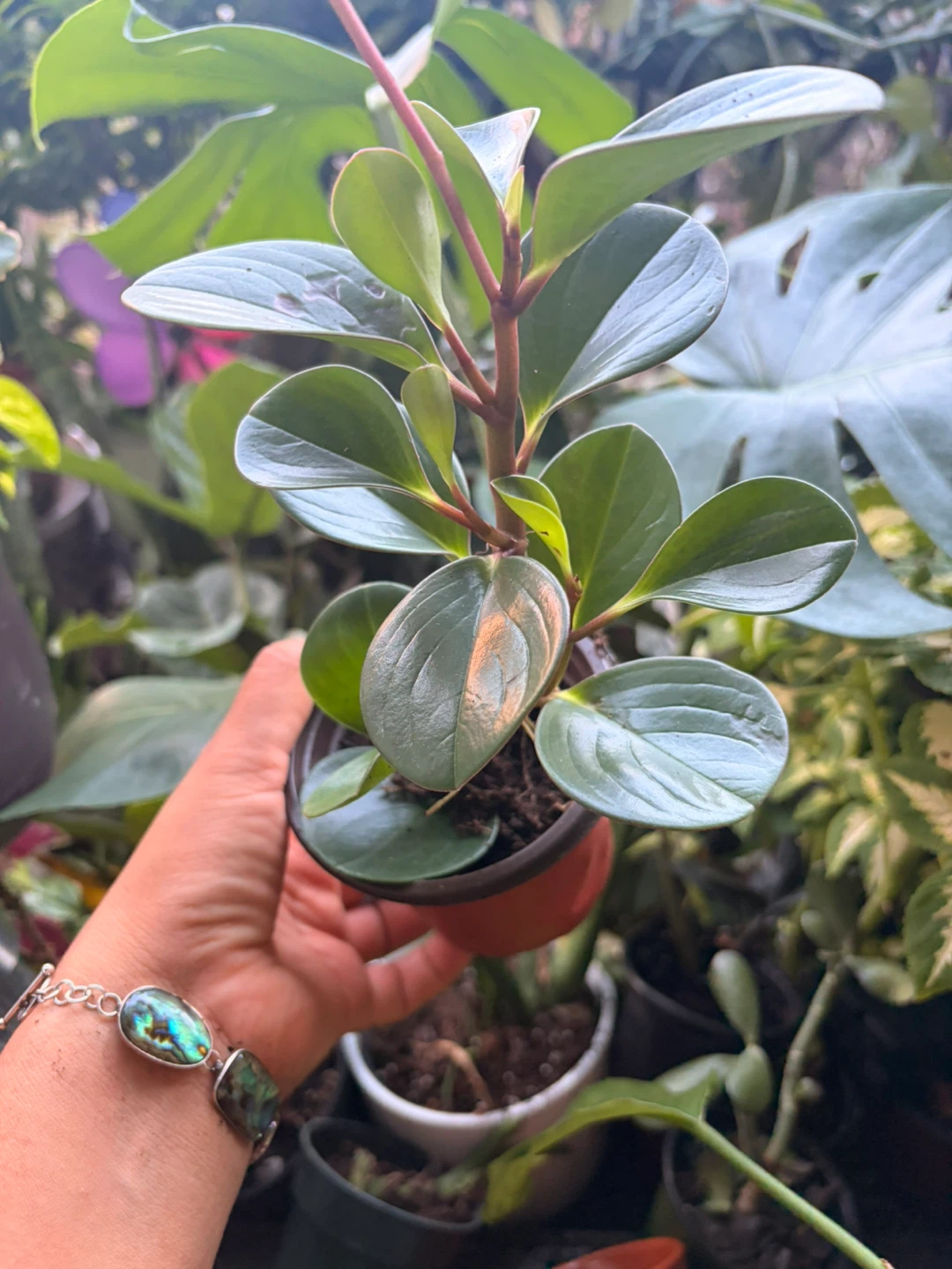 Peperomia plant - photo 2