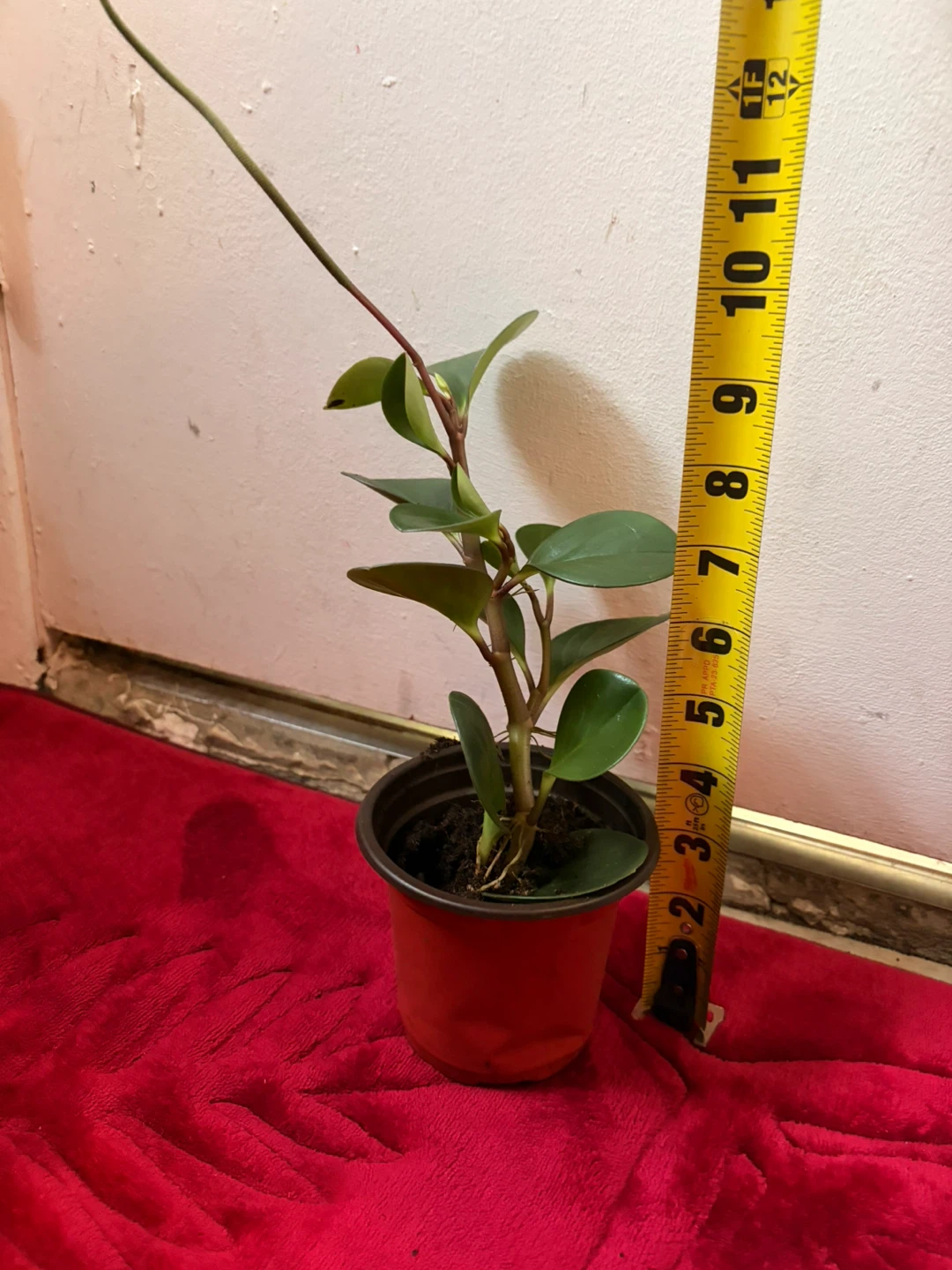 Peperomia plant - photo 3