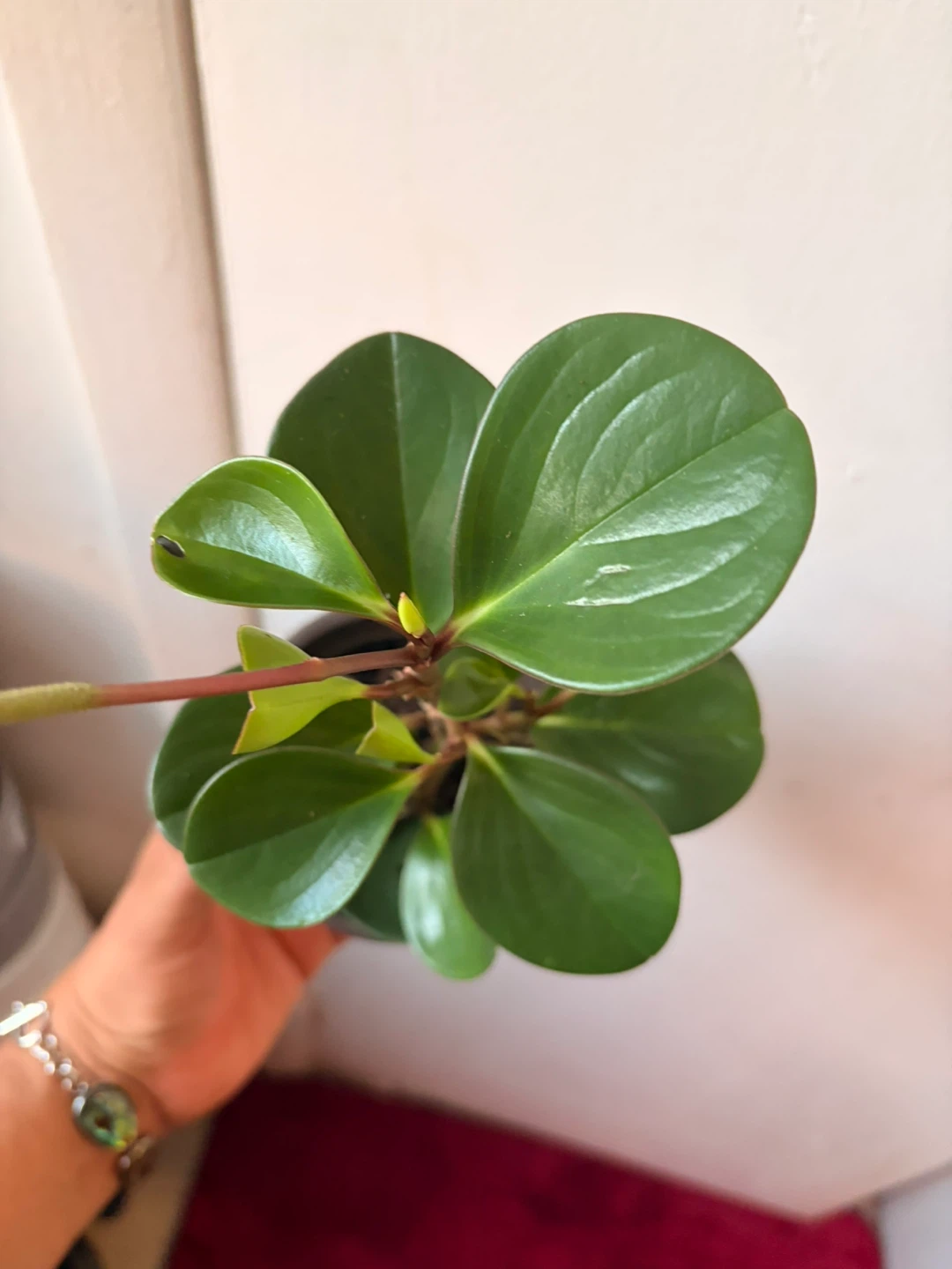Peperomia plant - photo 4