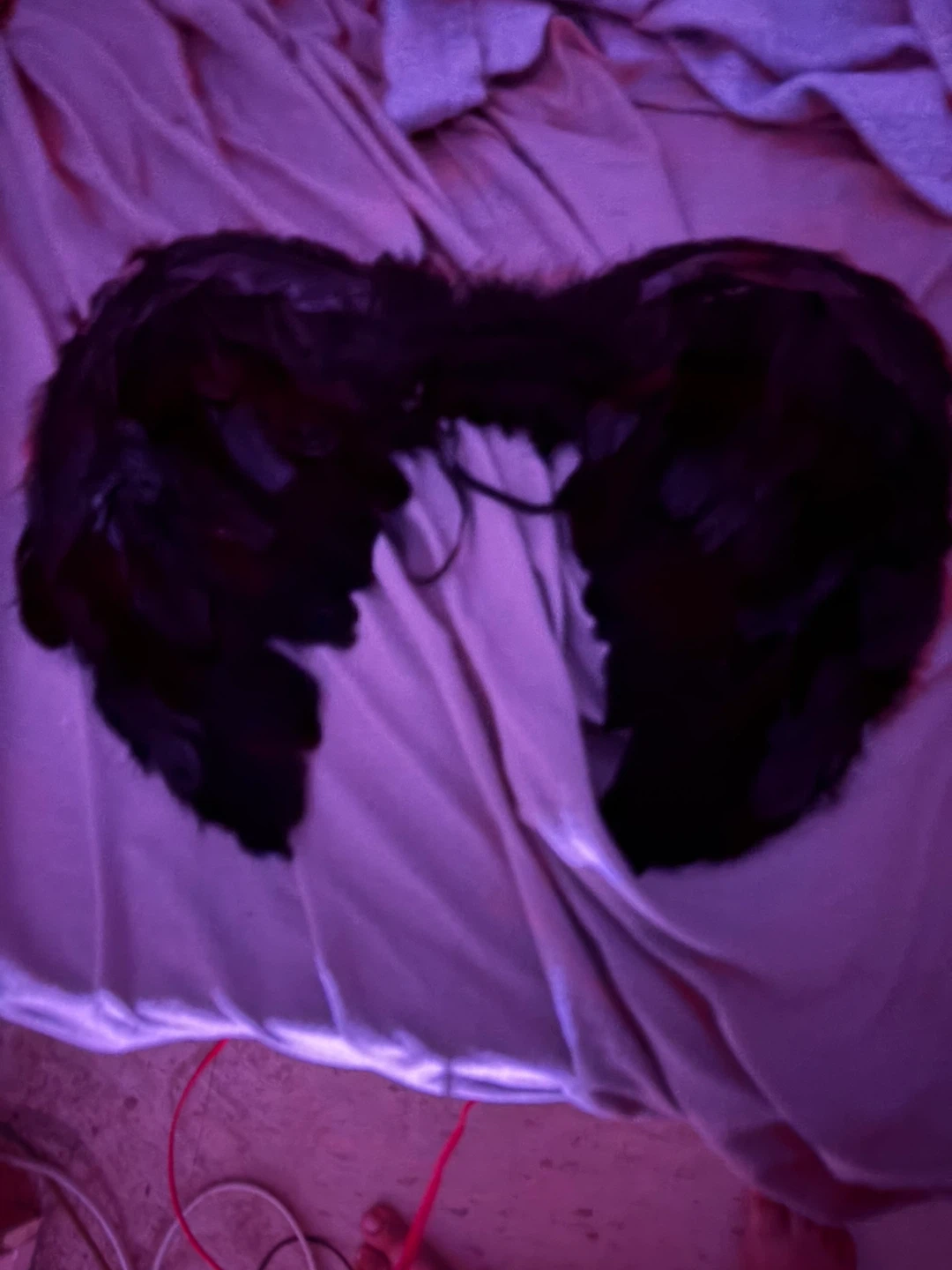 Black feather angel wings