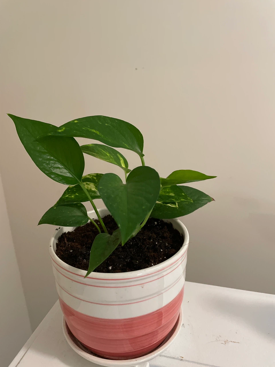 Pothos plant in pink striped ceramic pot