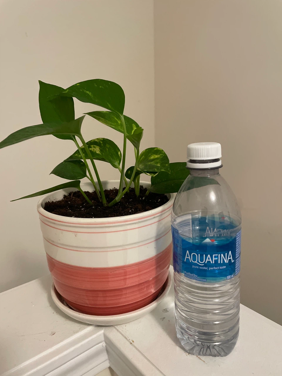 Pothos plant in pink striped ceramic pot - photo 2