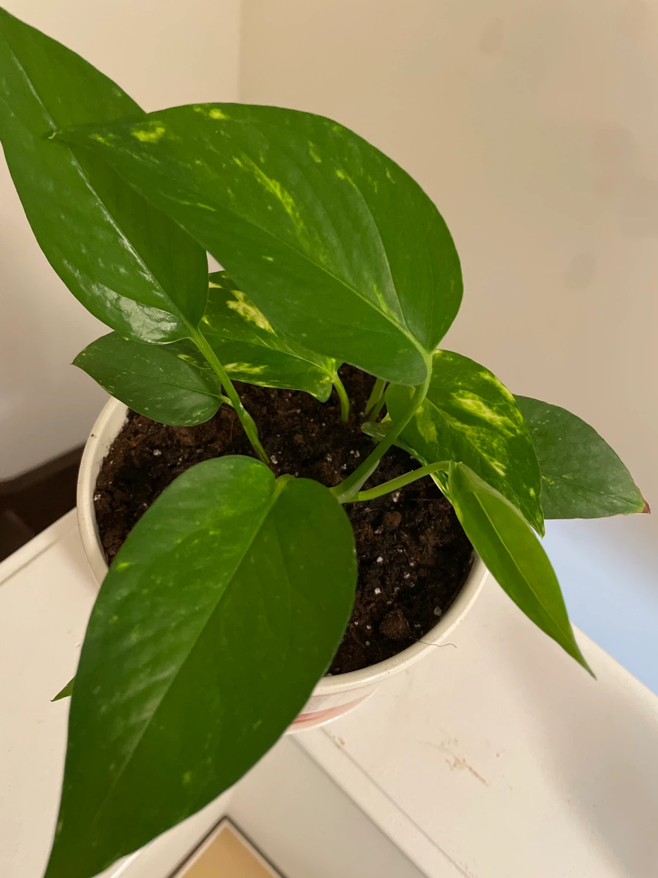 Pothos plant in pink striped ceramic pot - photo 3