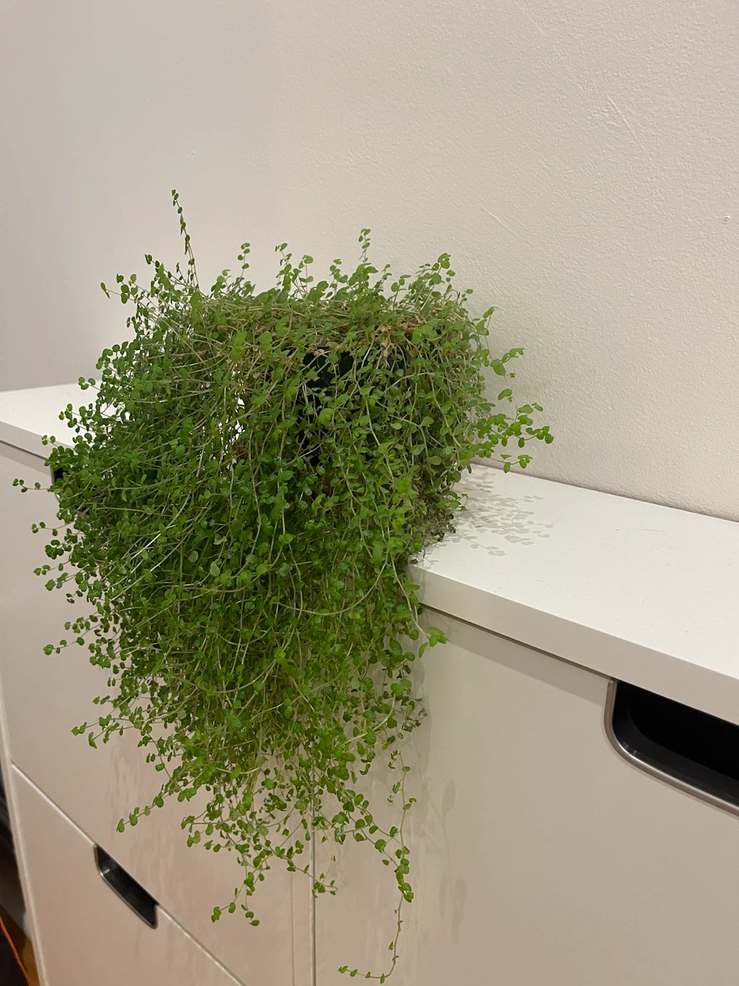 Healthy Angel Vine Houseplant