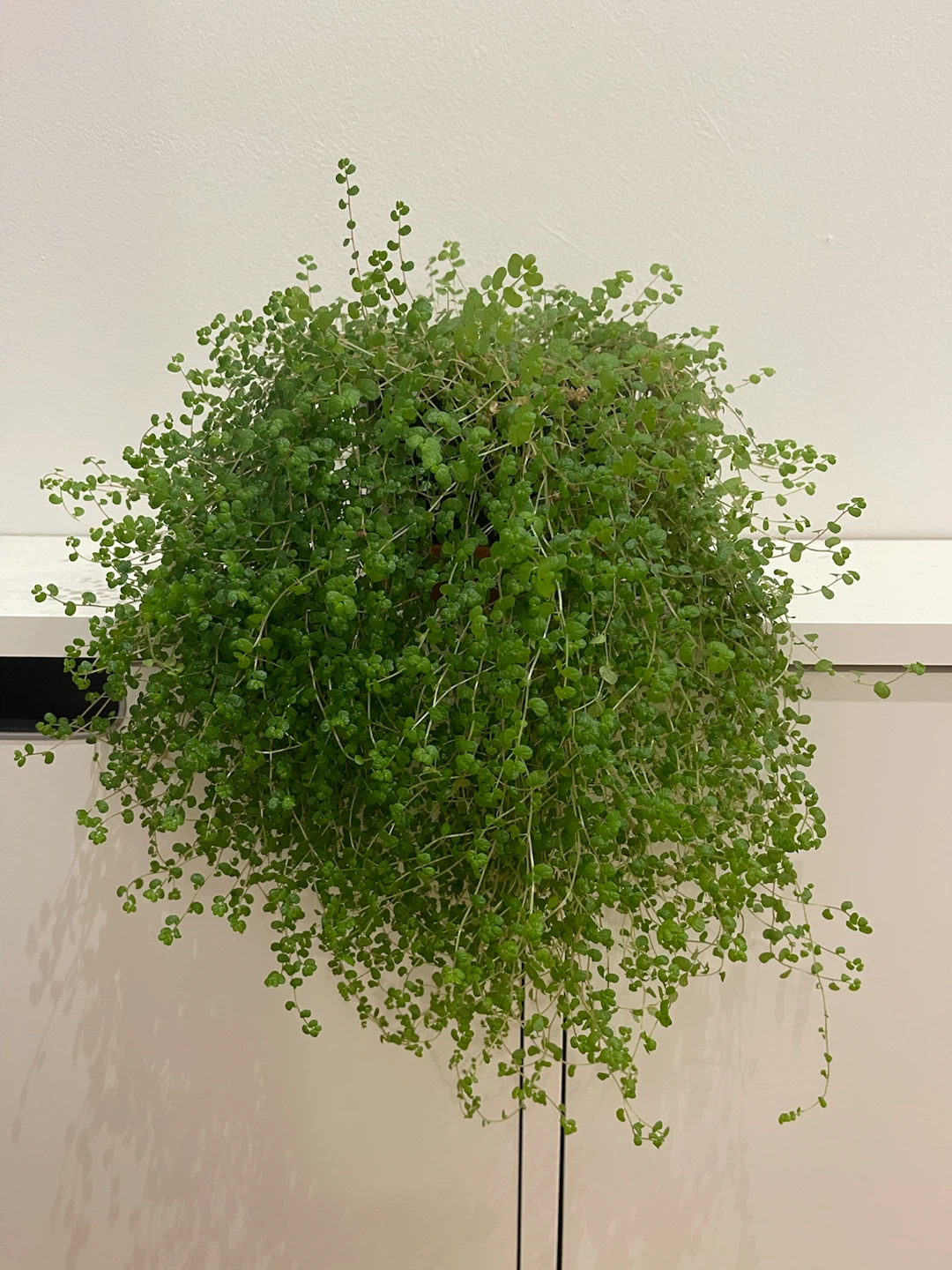 Healthy Angel Vine Houseplant - photo 2