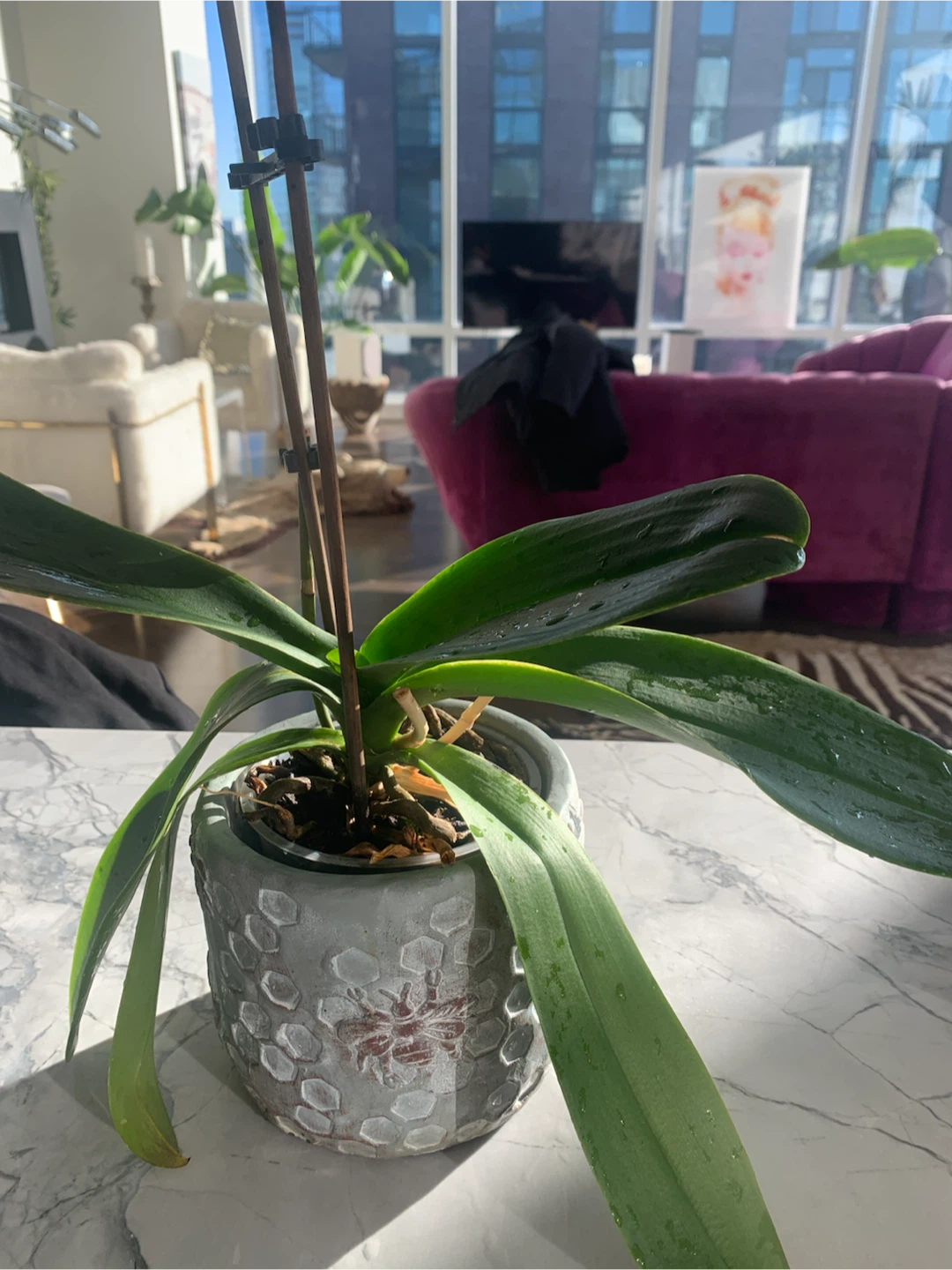 Orchid plant with pot