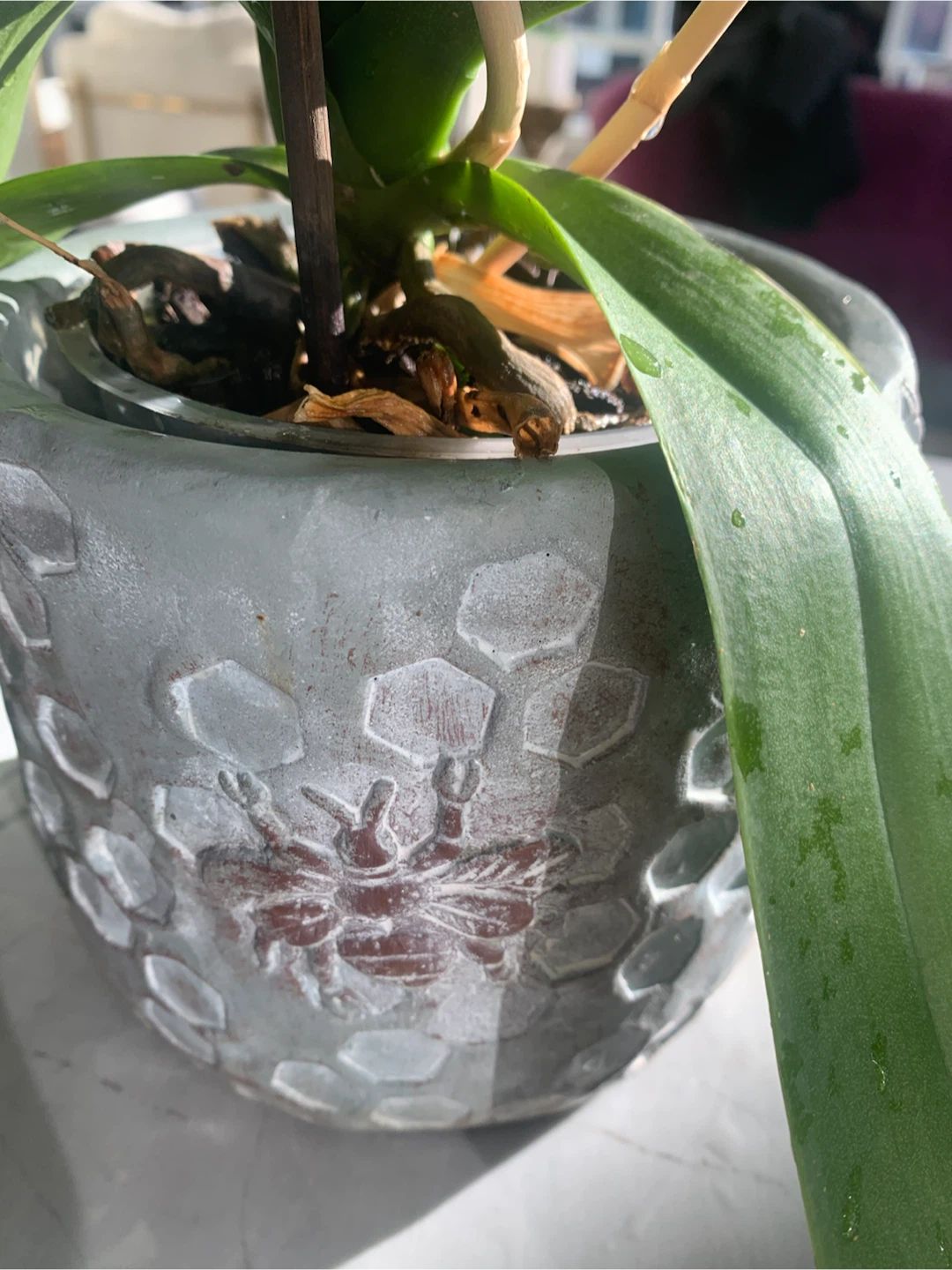 Orchid plant with pot - photo 2