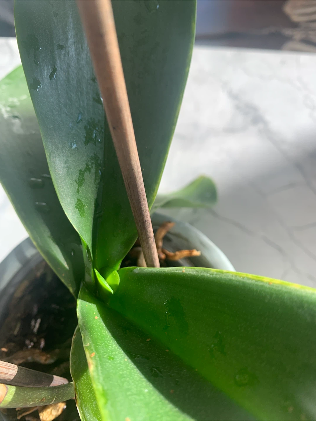 Orchid plant with pot - photo 3