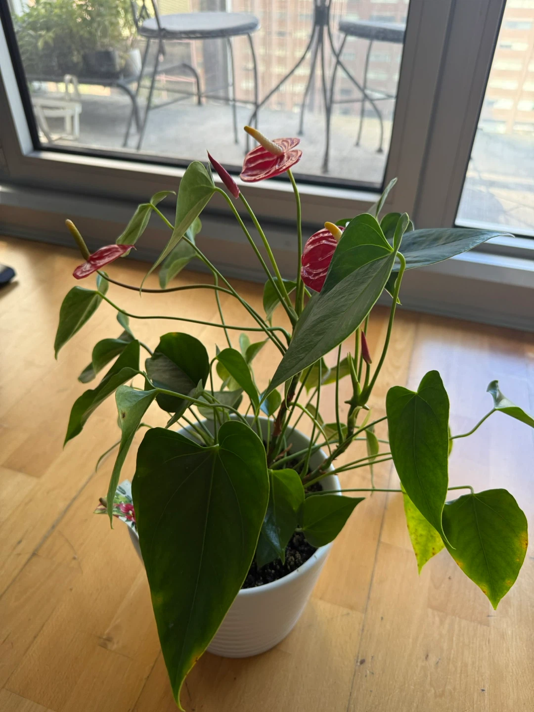 Anthurium Plant with White Pot