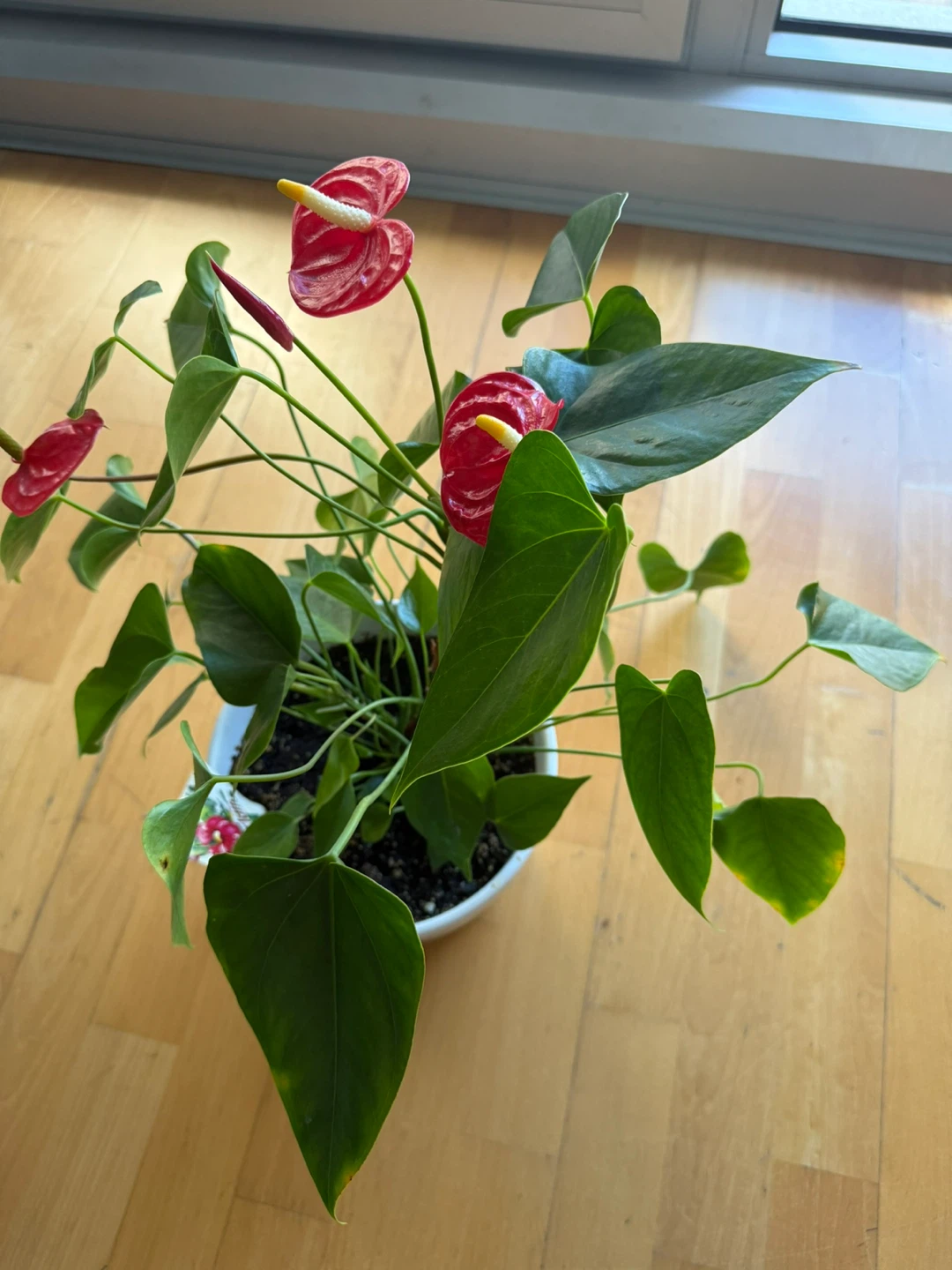 Anthurium Plant with White Pot - photo 2