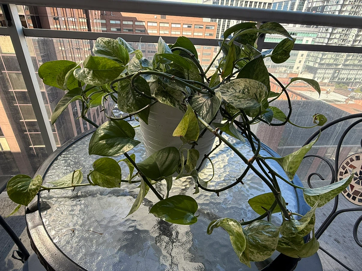 Marble Queen Pothos Houseplant