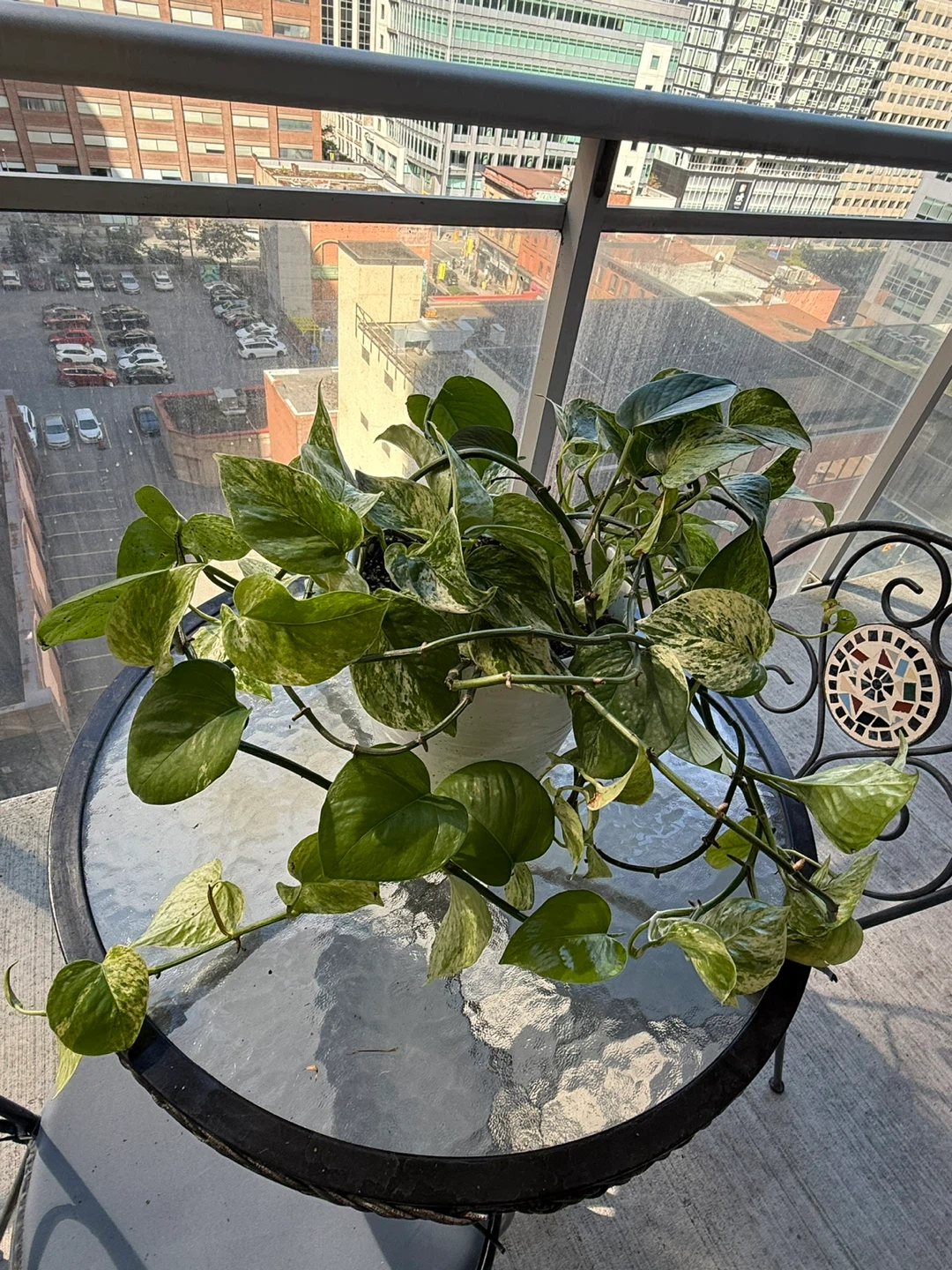 Marble Queen Pothos Houseplant - photo 2