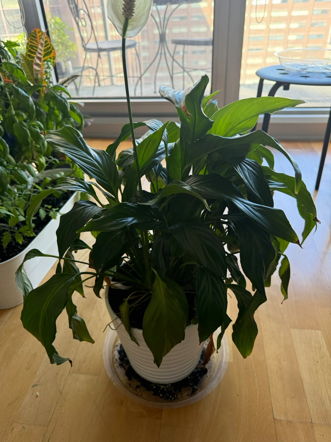 Healthy Peace Lily Plant