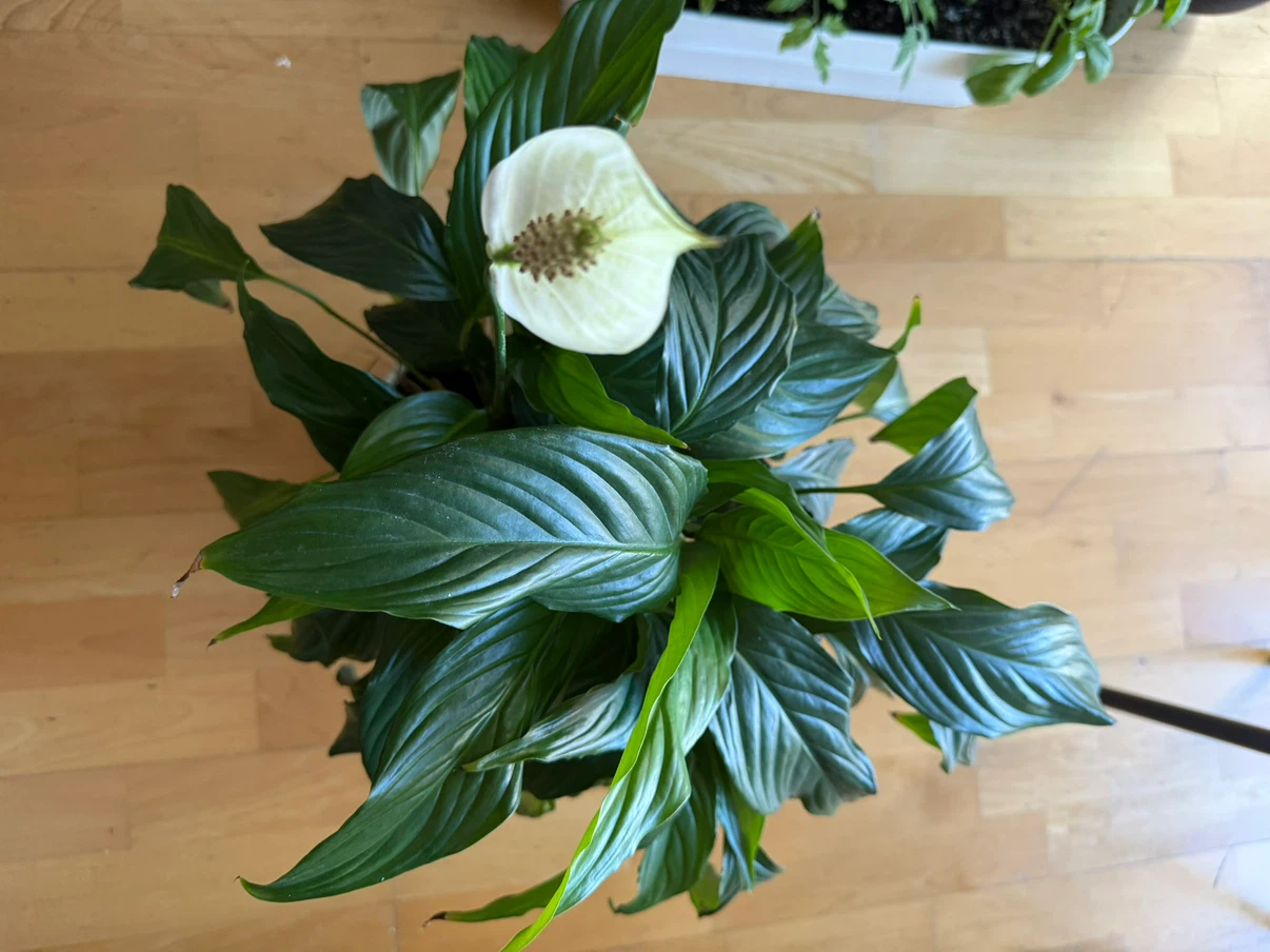 Healthy Peace Lily Plant - photo 2