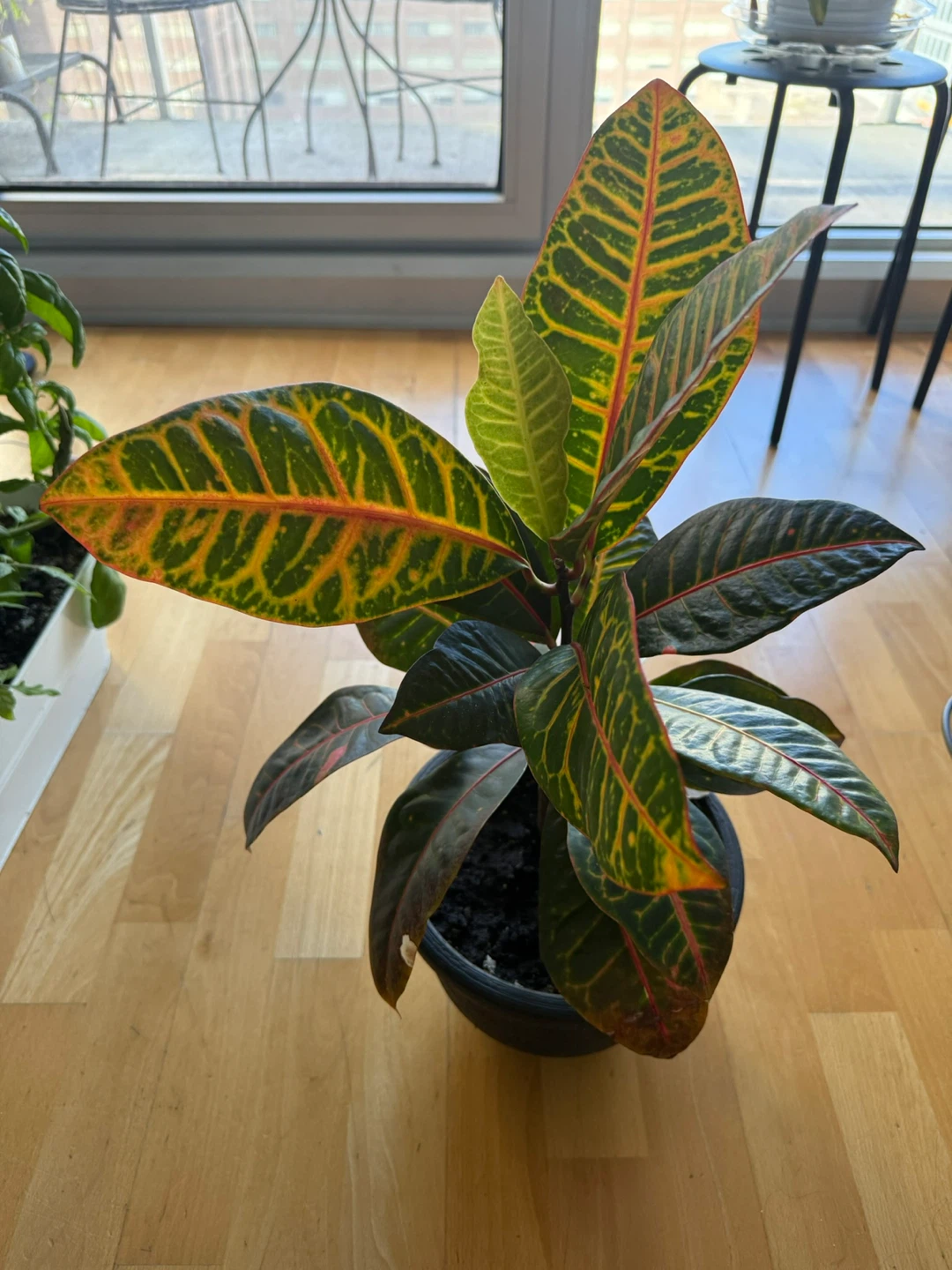 Healthy Potted Croton Plant