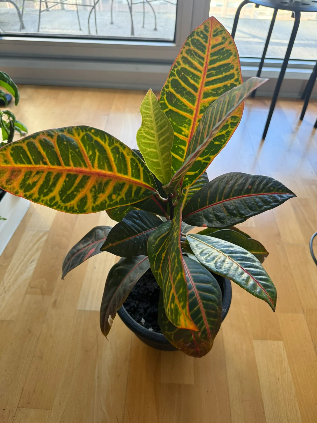 Healthy Potted Croton Plant - photo 2