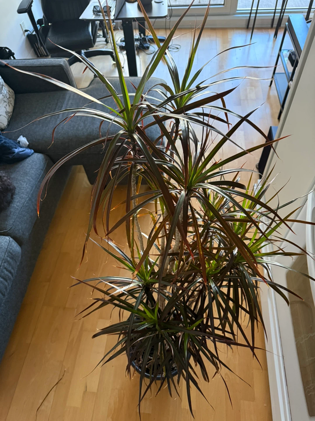 Large Dracaena Marginata Houseplant