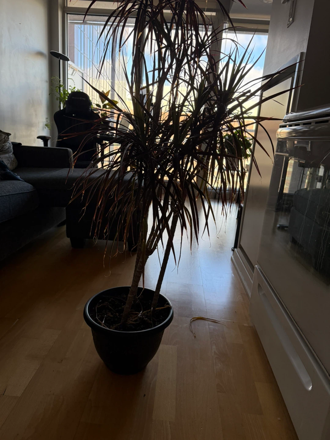 Large Dracaena Marginata Houseplant - photo 2